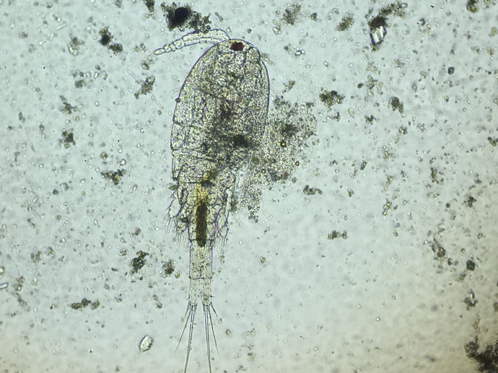 Microrganismo non riconosciuto