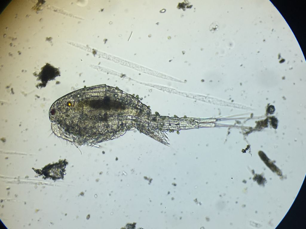 Microrganismo non riconosciuto