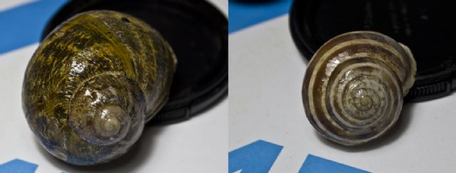 Conservazione conchiglie