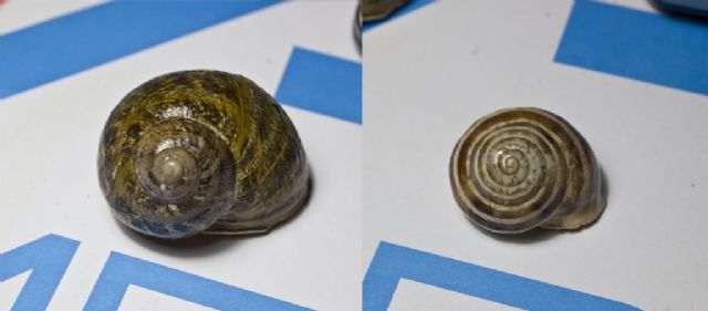 Conservazione conchiglie