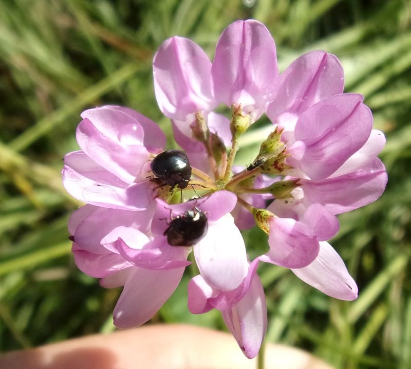 Coptosoma scutellatum, Plataspididae