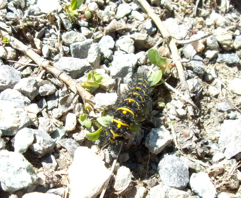pianta nutrice di Euphydryas cynthia: Veronica allionii