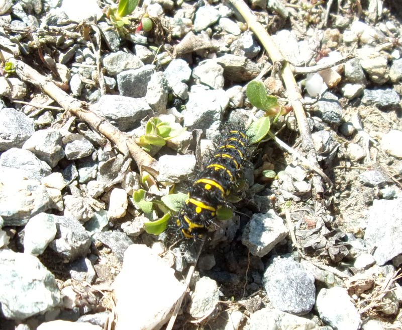 Larve di Euphydryas cynthia con pianta nutrice da ID.