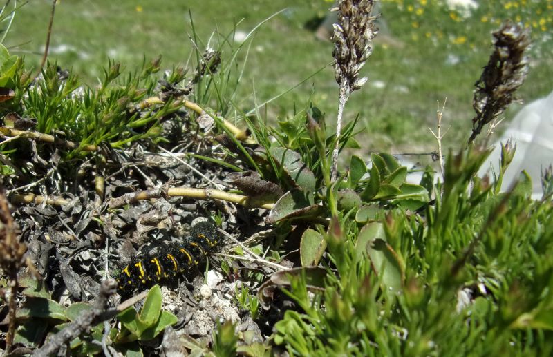 Larve di Euphydryas cynthia con pianta nutrice da ID.