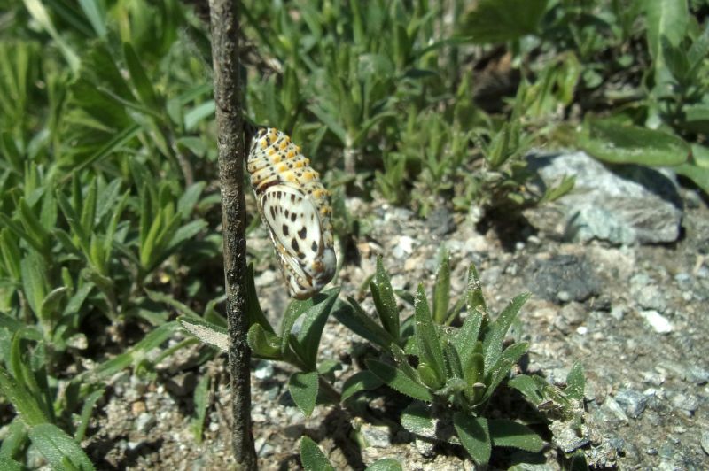 Larve di Euphydryas cynthia con pianta nutrice da ID.