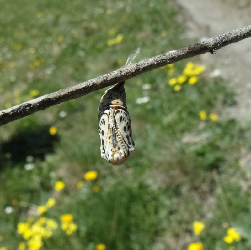 Crisalide di Melitaea varia, Nymphalidae