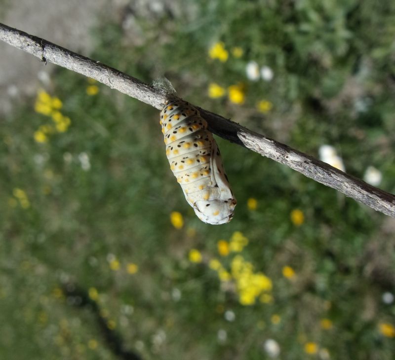 Larve di Euphydryas cynthia con pianta nutrice da ID.