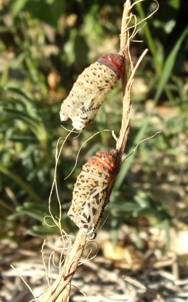 Larve di Euphydryas cynthia con pianta nutrice da ID.