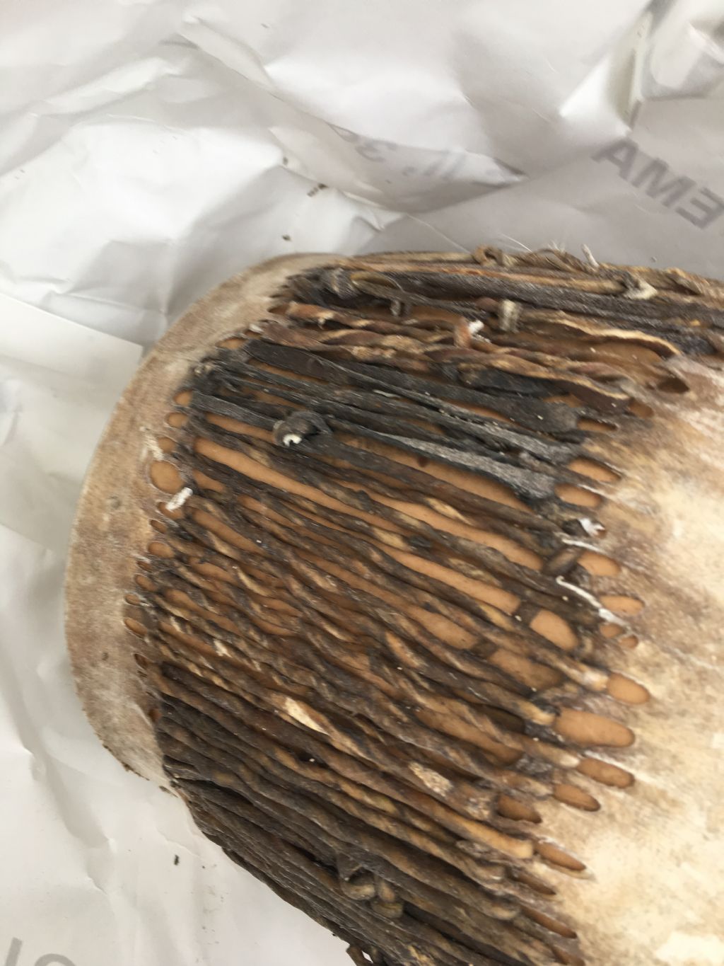 Riconoscimento insetto:  cfr. Tinea pellionella (Tineidae)