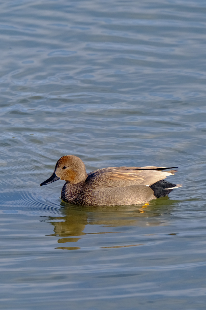 Canapiglia