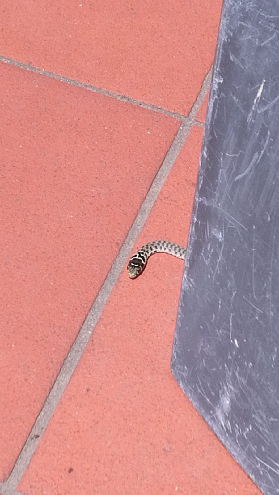 Identificazione serpente