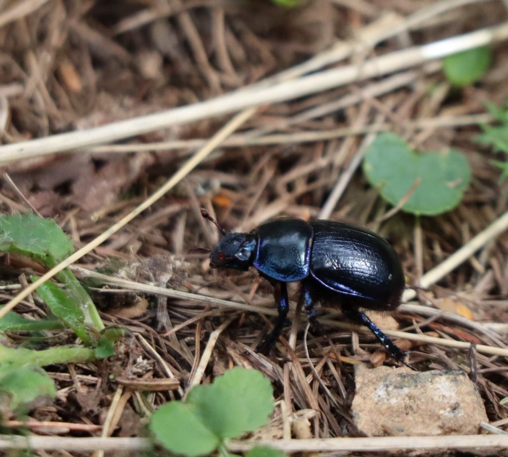 Geotrupidae: Anoplotrupes stercorosus