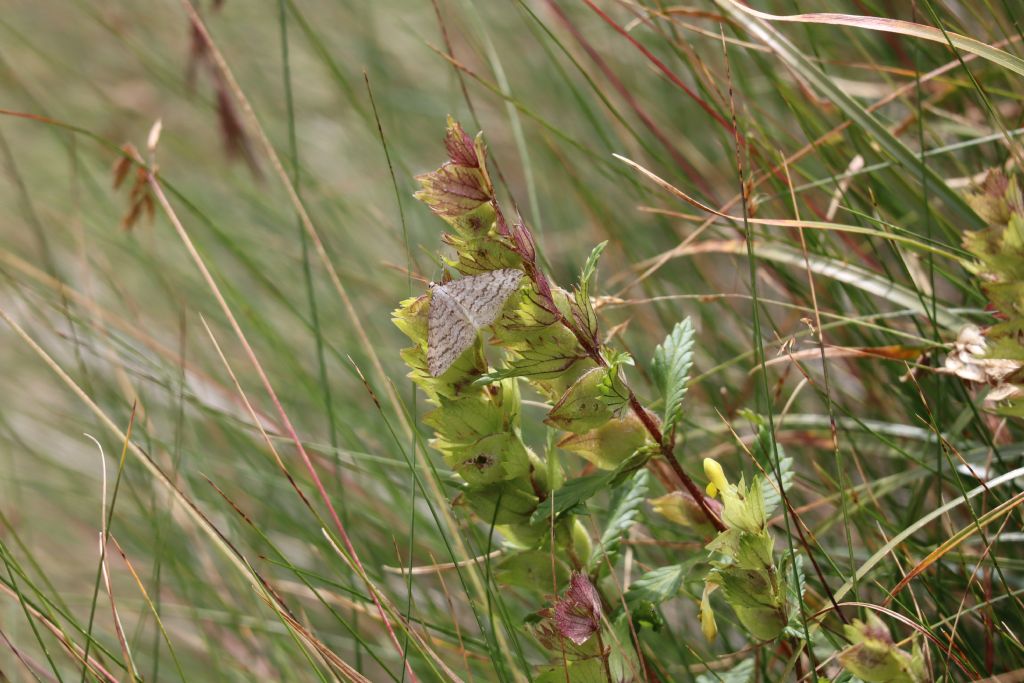 Geometridae