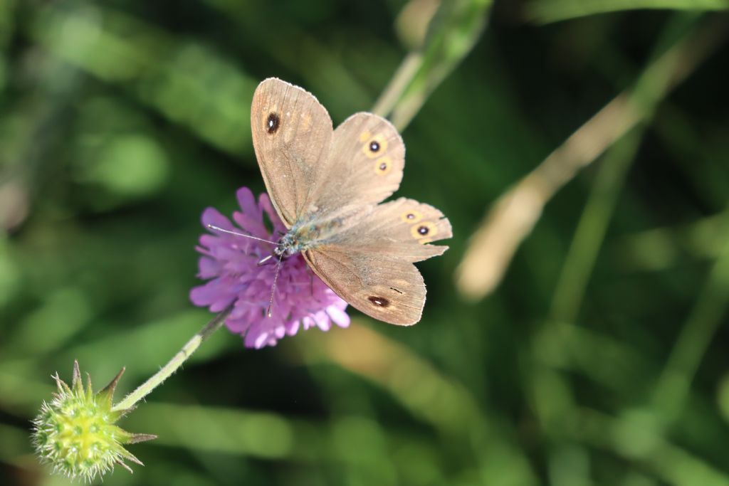 Lasiommata maera (Nymphalidae)