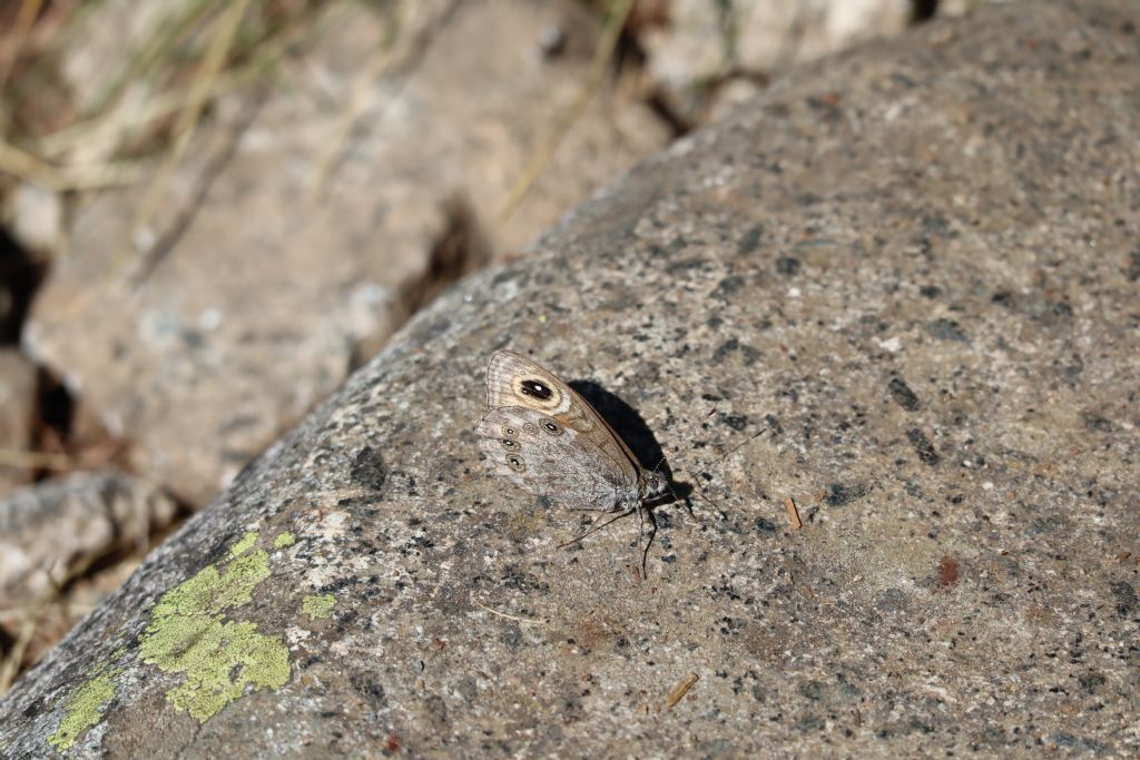 Lasiommata maera (Nymphalidae)