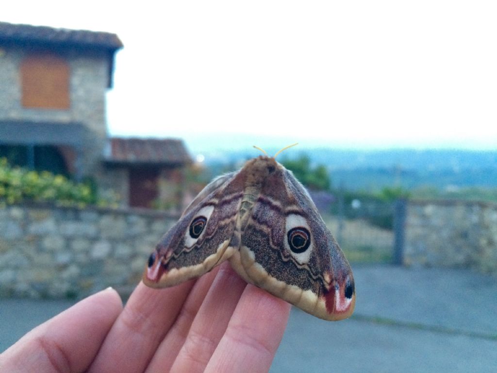 Falenona da identificare - Saturnia (Eudia) pavoniella