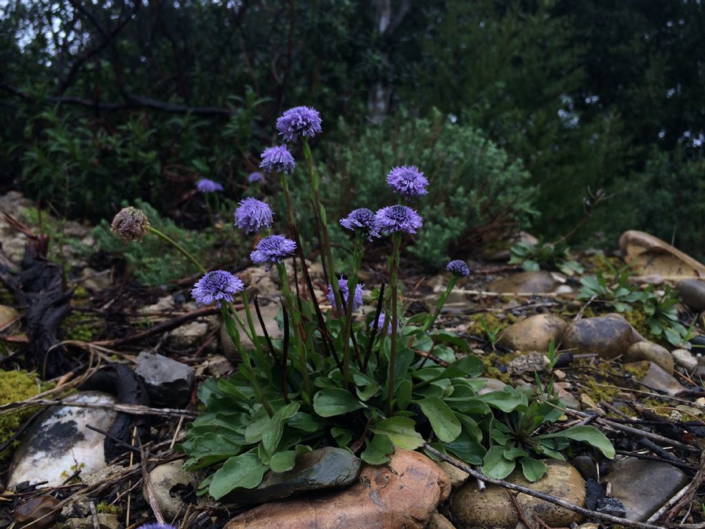 Globularia bisnagarica