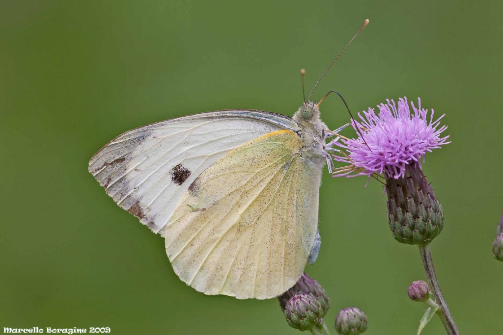 Pieris ma quale? Pieris brassicae, Pieridae