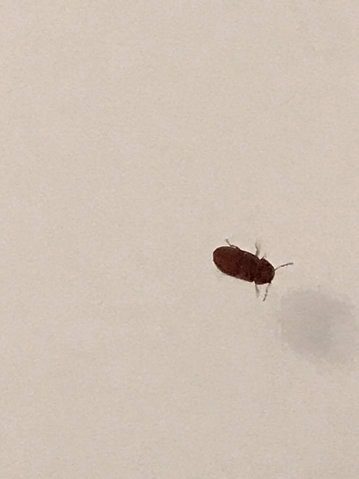 Aiuto