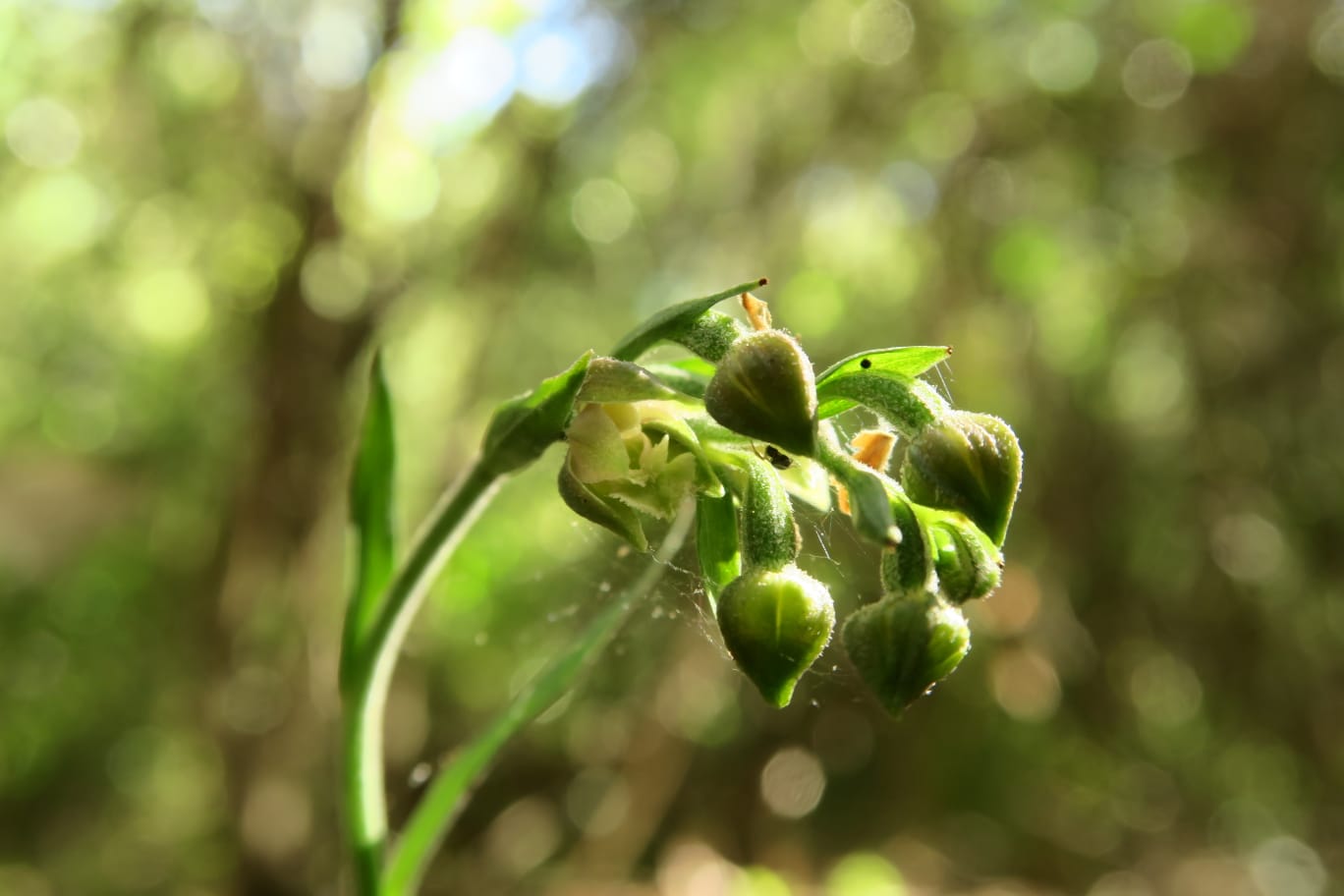 Epipactis microphylla - Prima segnalazione prov. di Brindisi