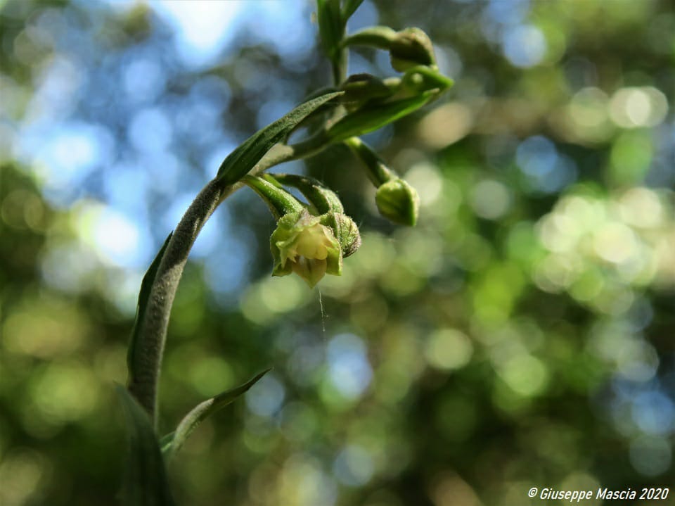 Epipactis microphylla - Prima segnalazione prov. di Brindisi