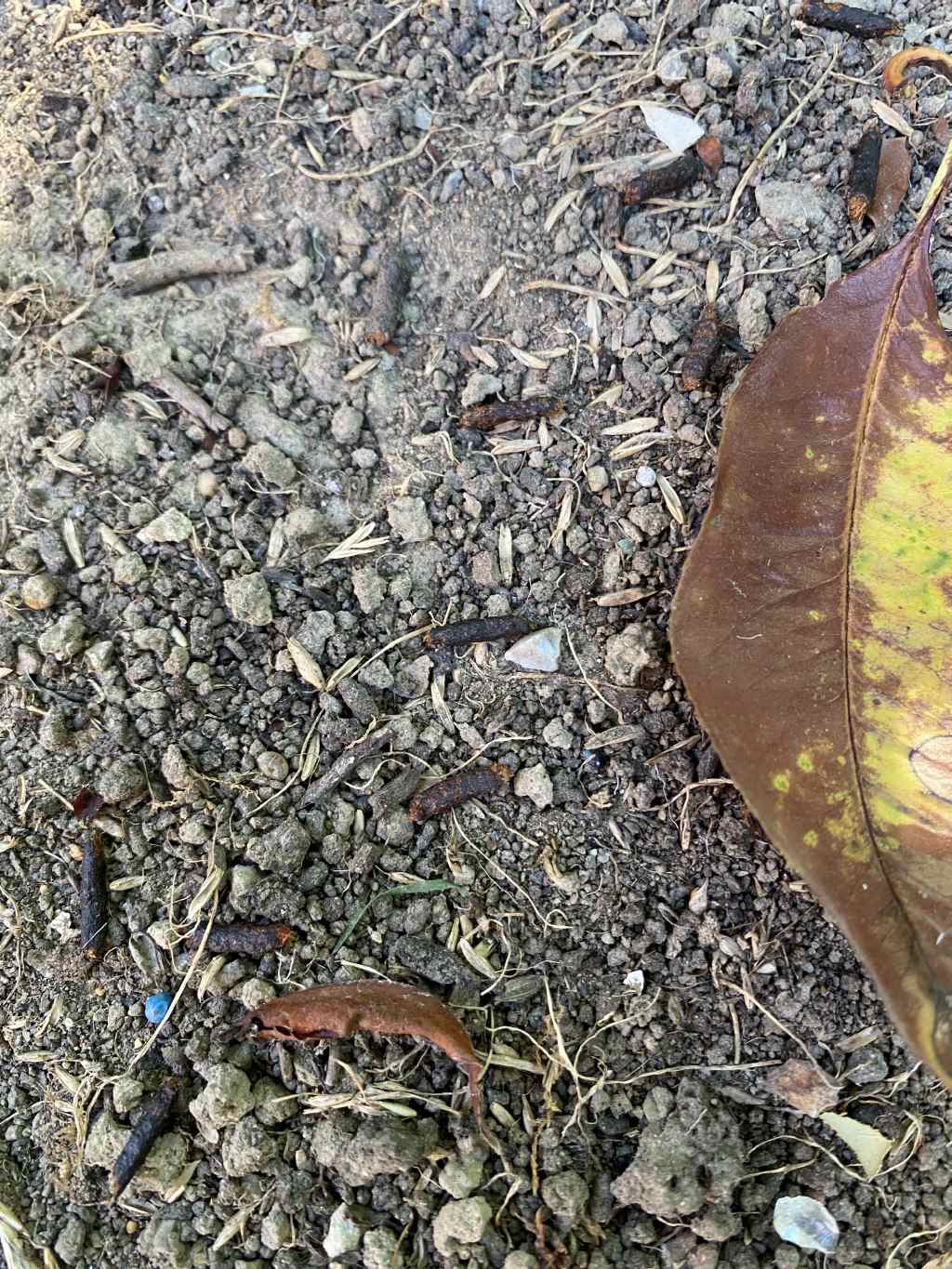 escrementi in giardino