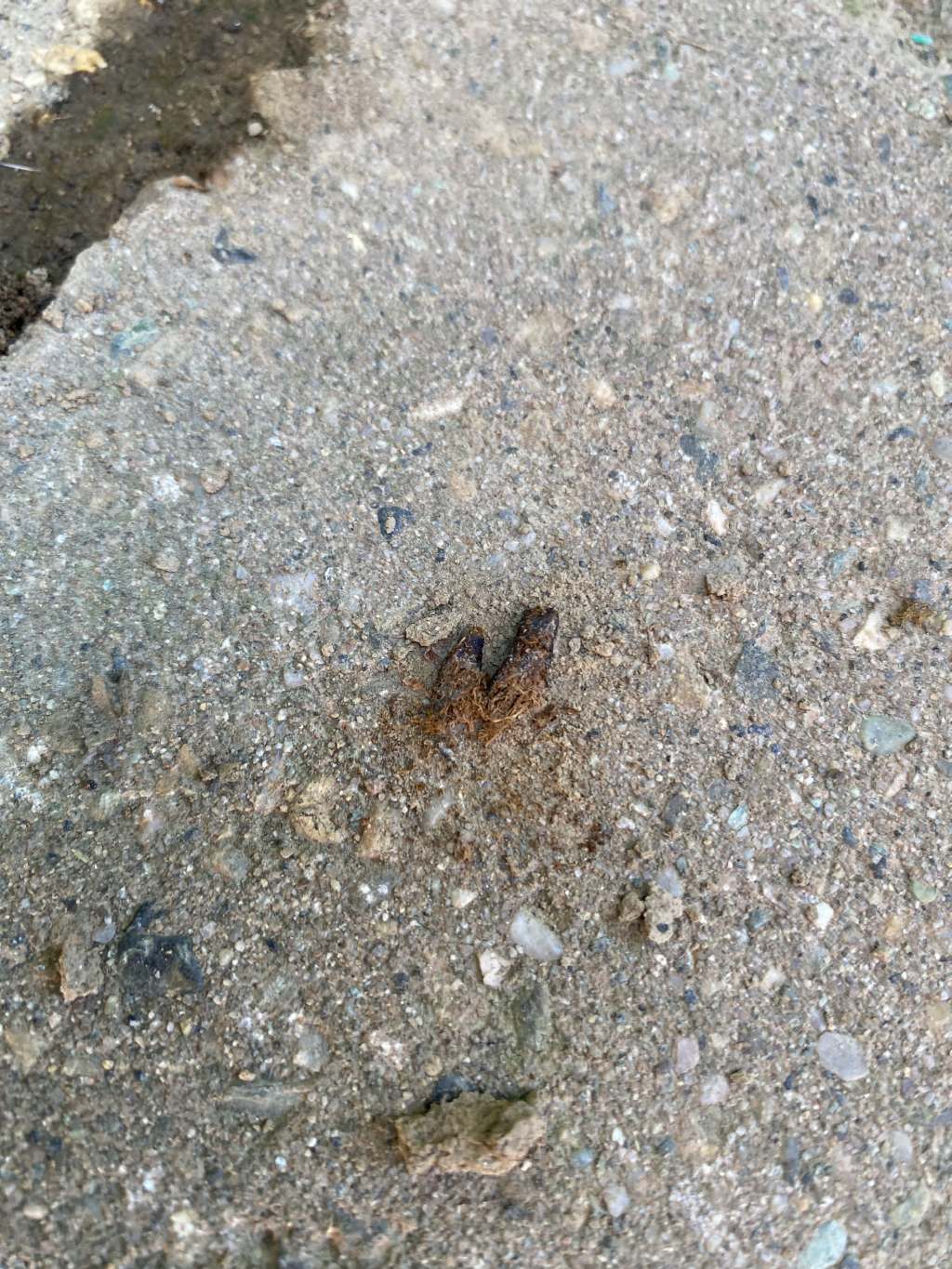 escrementi in giardino