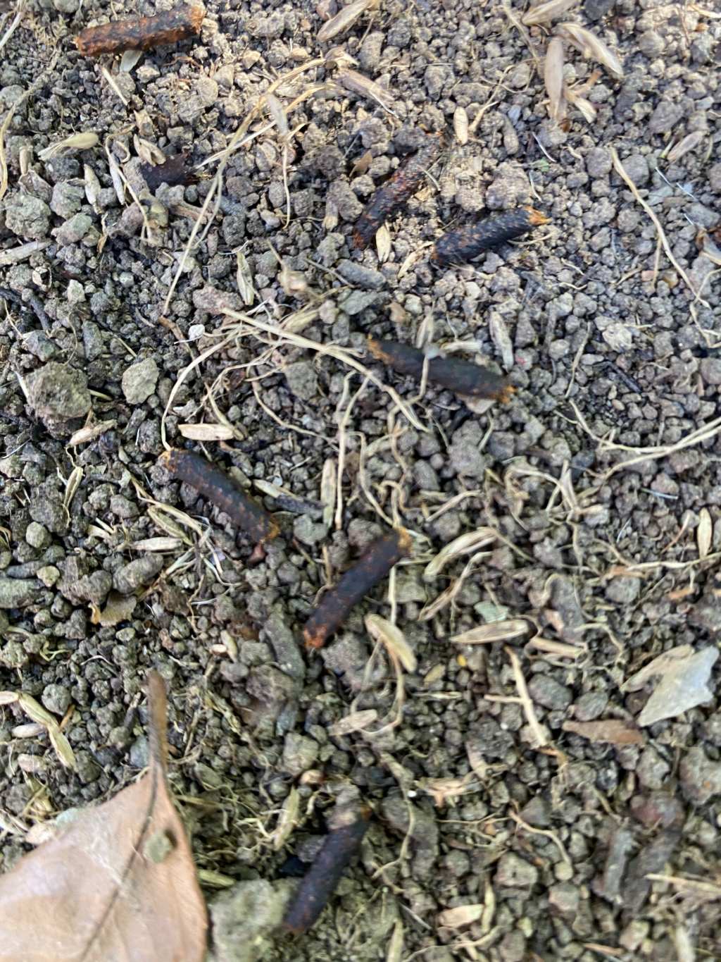 escrementi in giardino