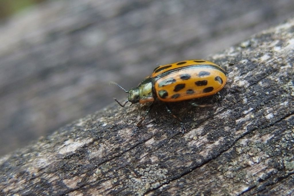 Chrysomela vigintipunctata, Chrysomelidae