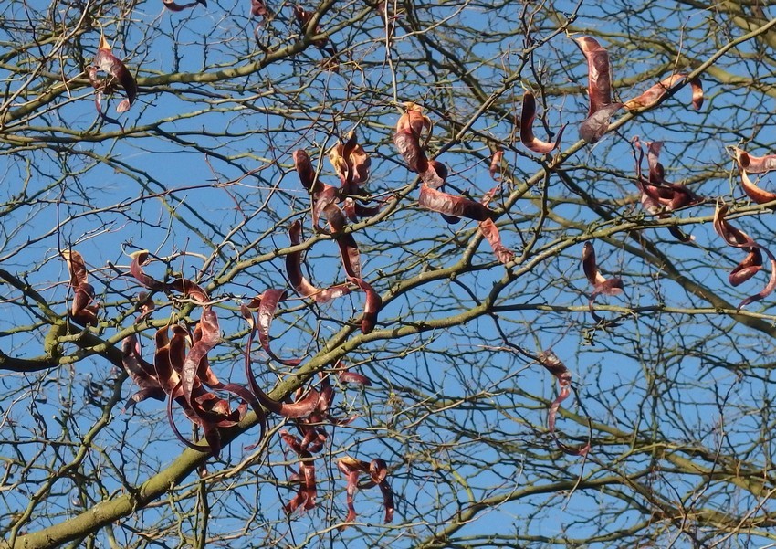 Frutti di quella Fabacea ? - Gleditsia  triacanthos