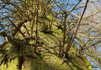 Frutti di quella Fabacea ? - Gleditsia  triacanthos