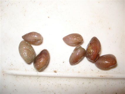 Simbionte o epibionte