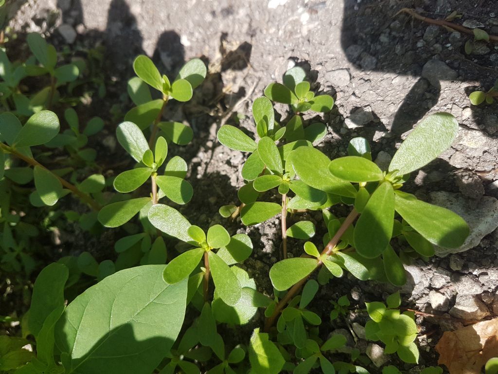 Portulaca oleracea