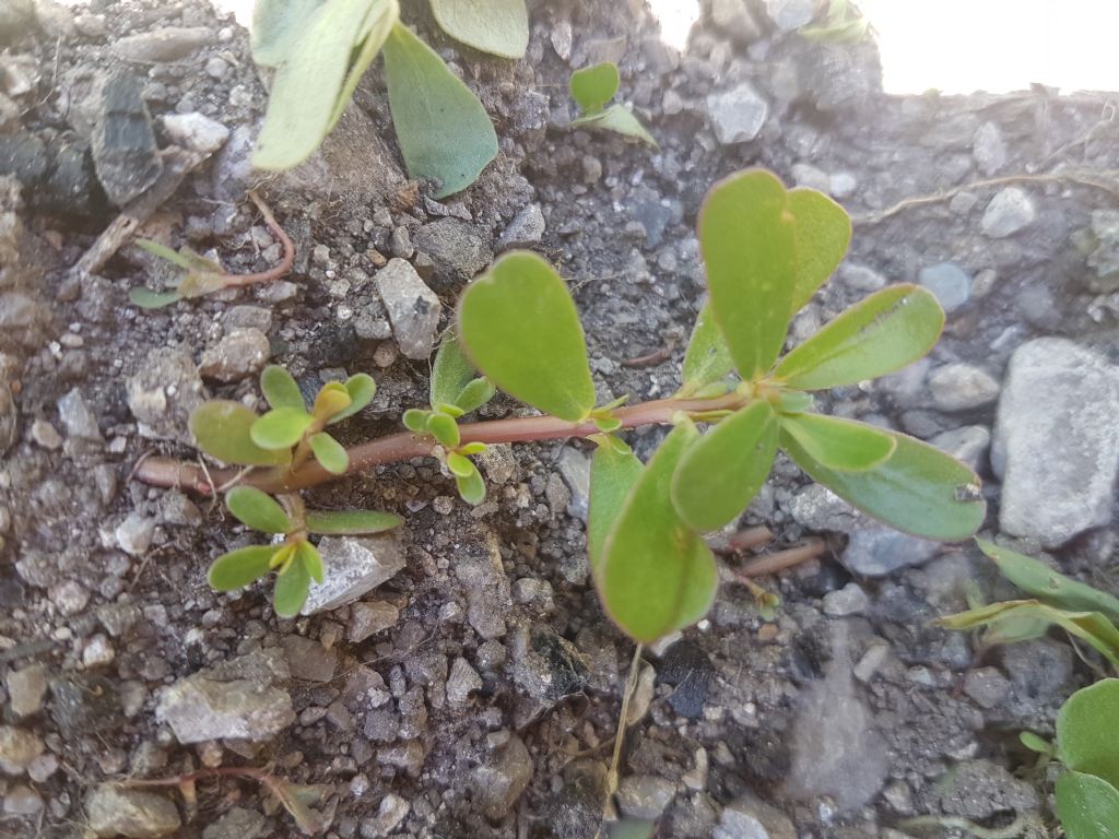 Portulaca oleracea