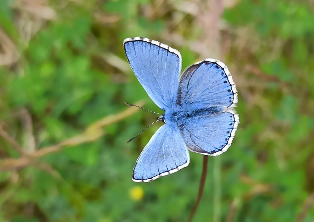 Da identificare - Dolomiti bellunesi -