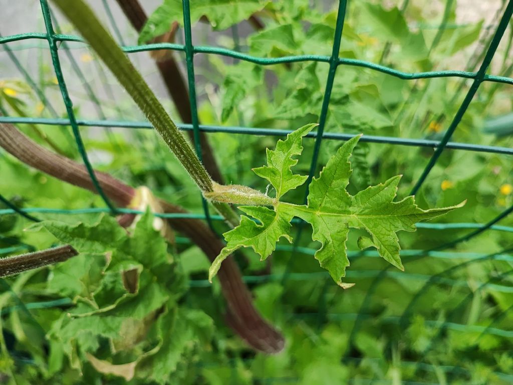 Heracleum mantegazzianum (Apiaceae) da confermare