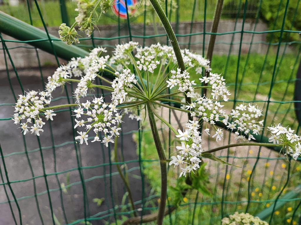 Heracleum mantegazzianum (Apiaceae) da confermare