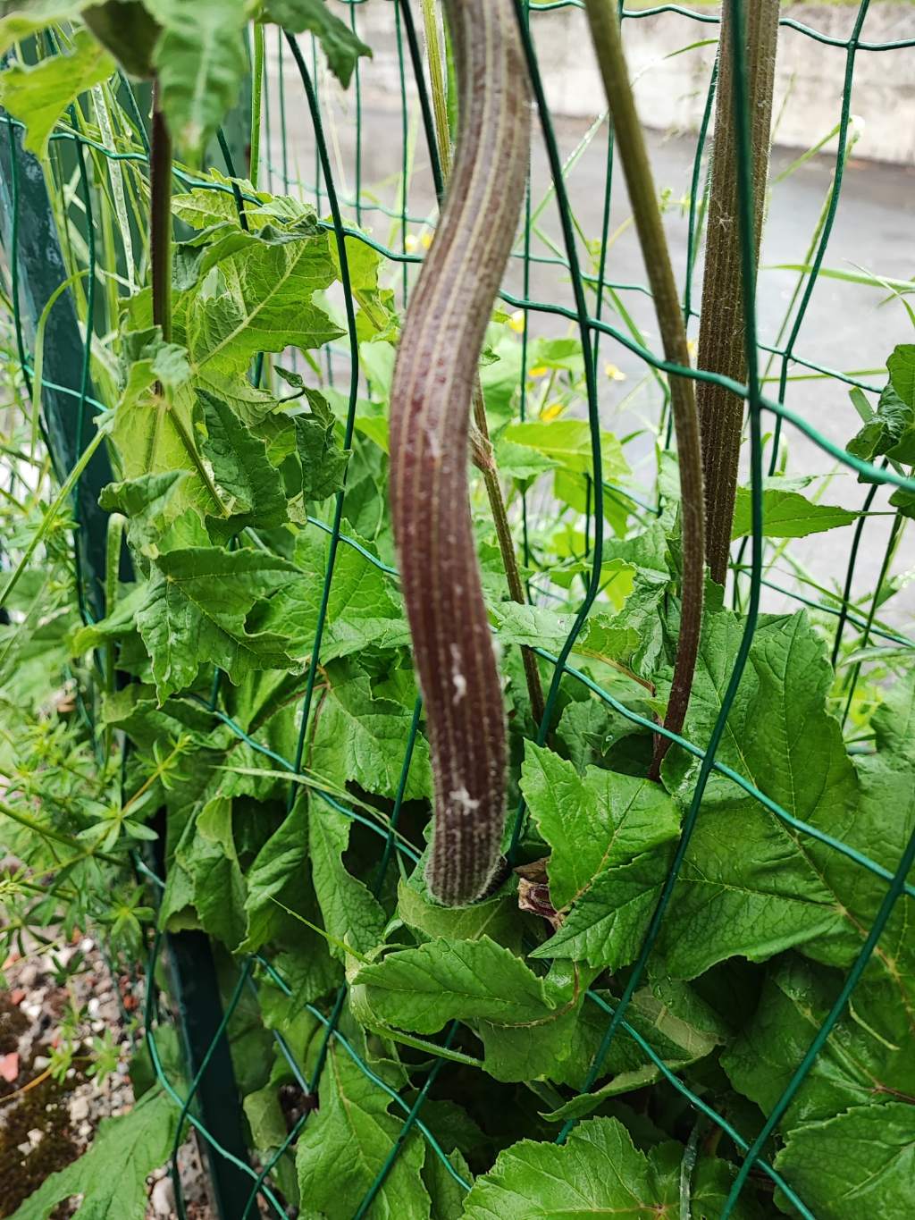 Heracleum mantegazzianum (Apiaceae) da confermare