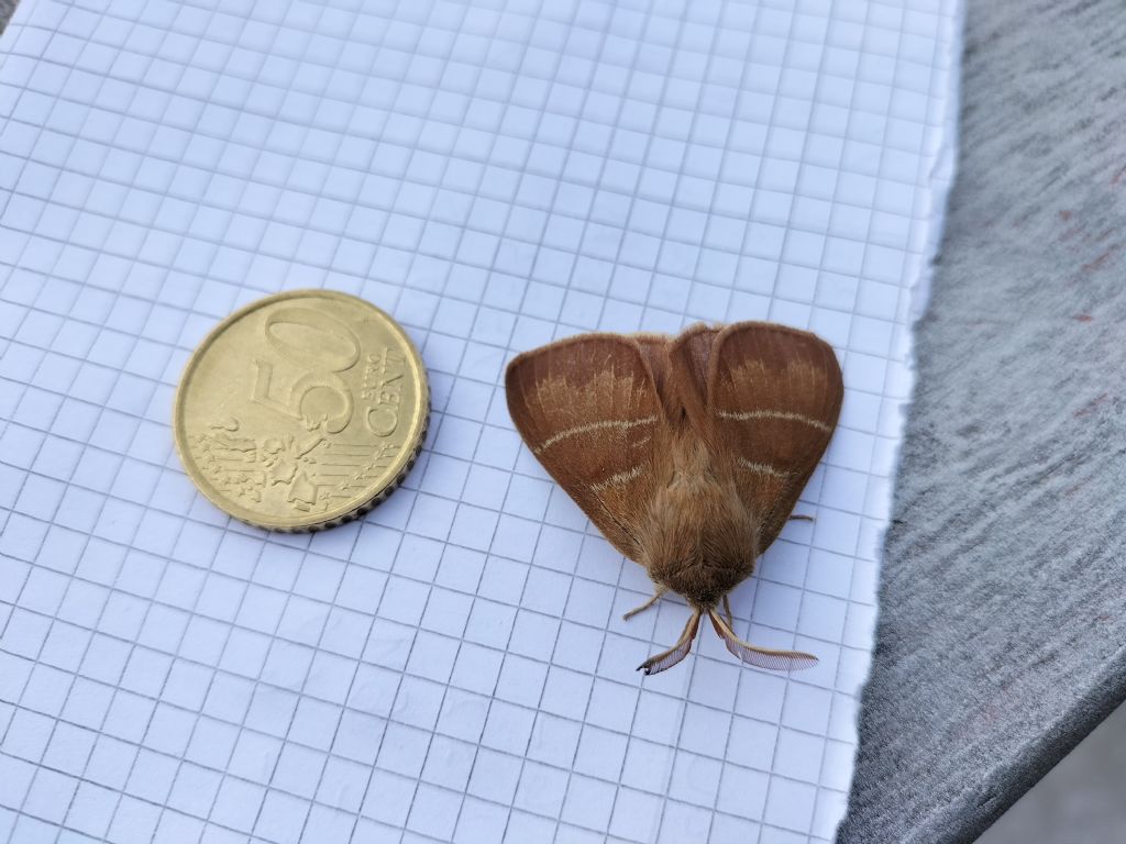 Macrothylacia rubi - Lasiocampidae