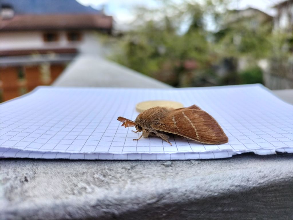 Macrothylacia rubi - Lasiocampidae