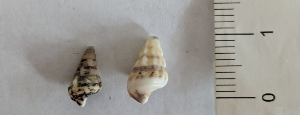Gasteropode da determinare - Genova - 8