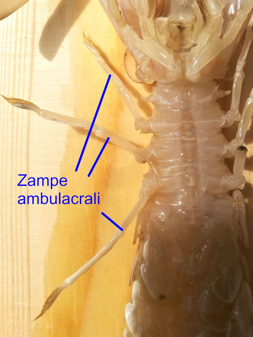 Appendici Stomatopoda