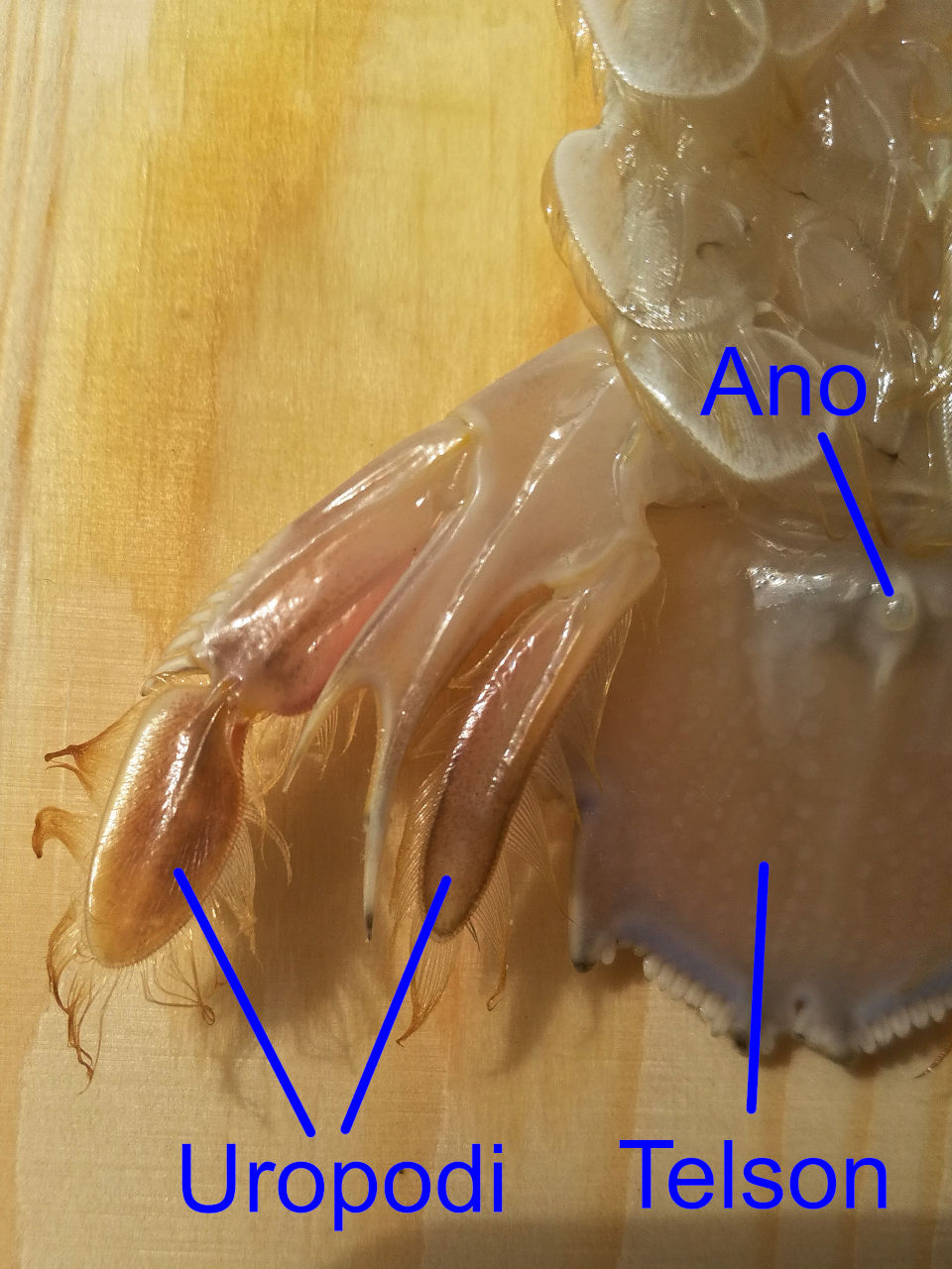 Appendici Stomatopoda