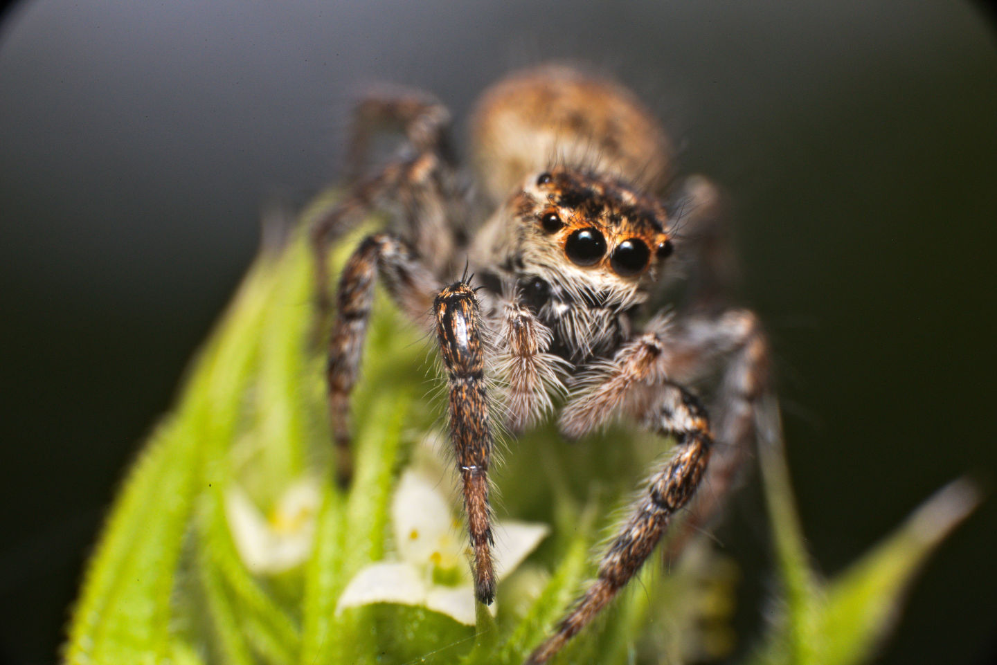 Carrhotus xanthogramma, femmina - Lucca