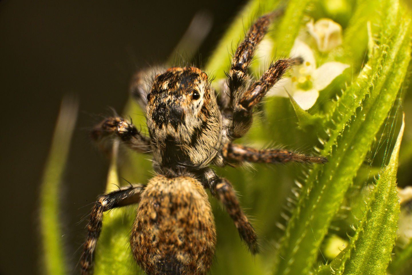 Carrhotus xanthogramma, femmina - Lucca