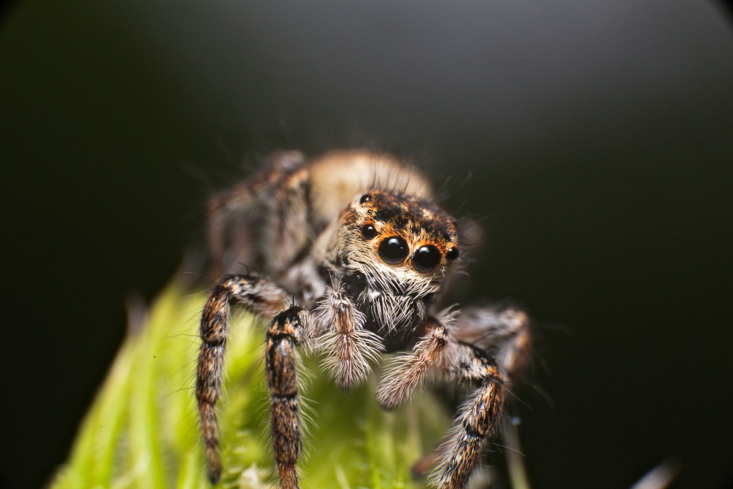 Carrhotus xanthogramma, femmina - Lucca