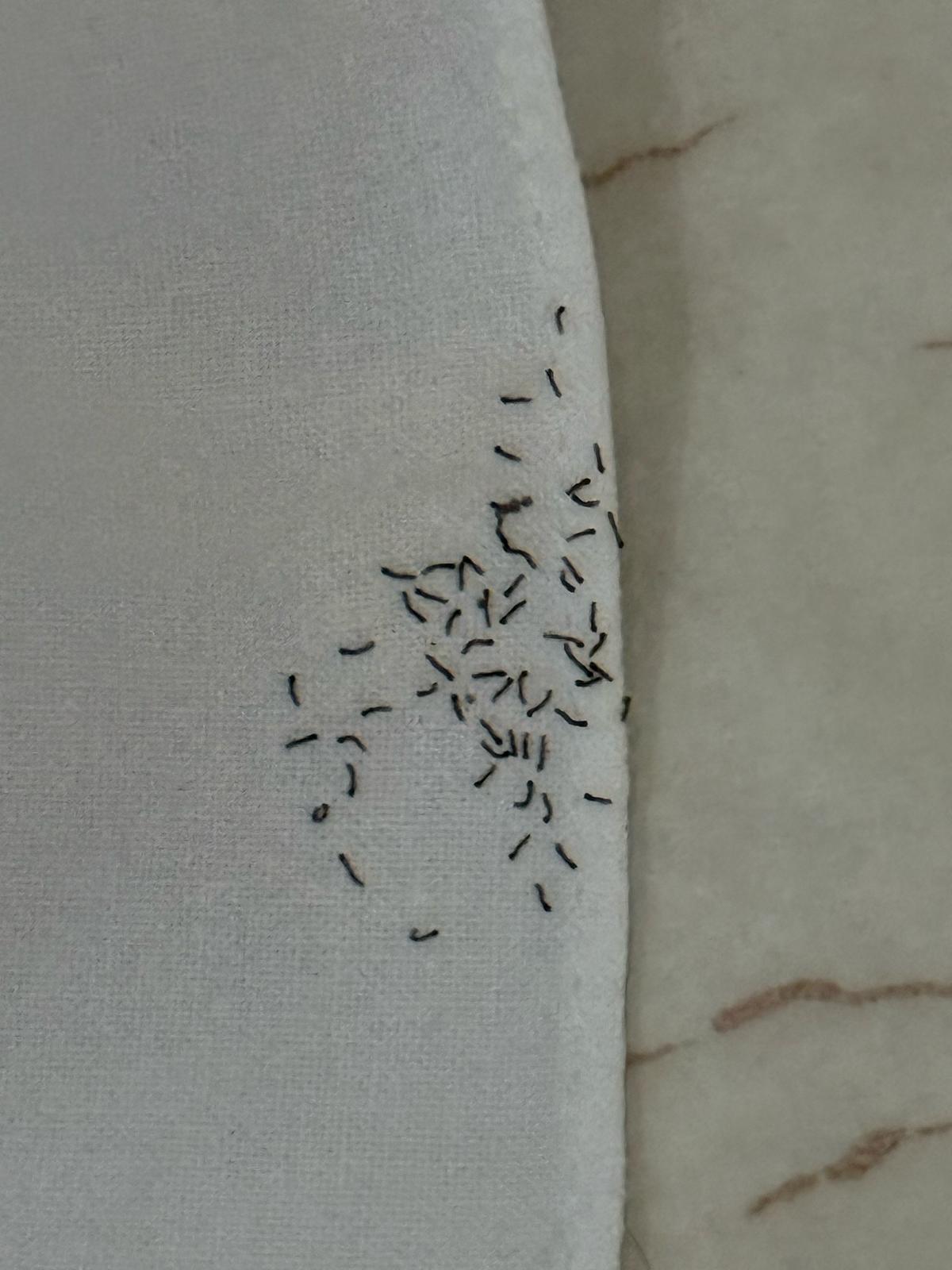 Strani insetti sulla tenda di casa