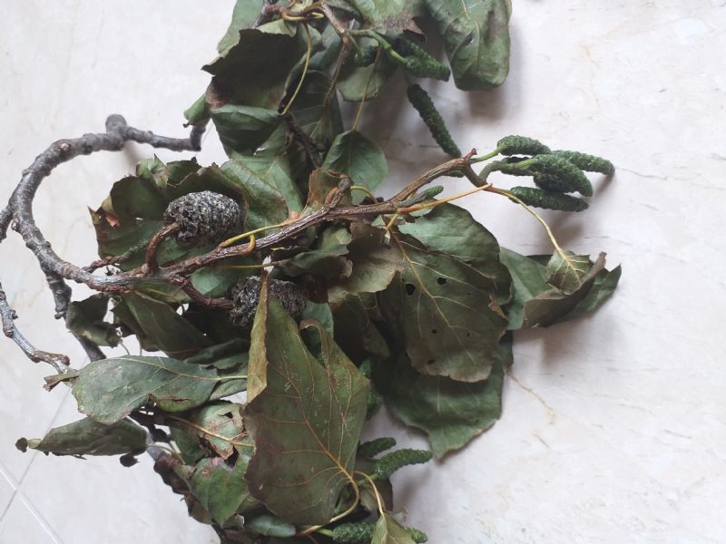 Alnus cordata?