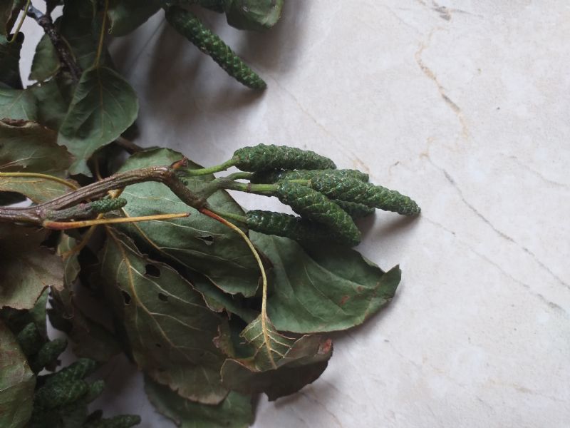 Alnus cordata?