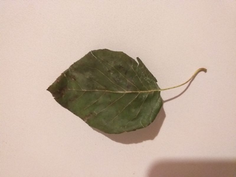 Alnus cordata?